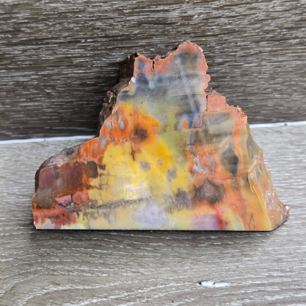 Polished Petrified Wood Agatized Multi Color Bookend Mineral Display Specimen